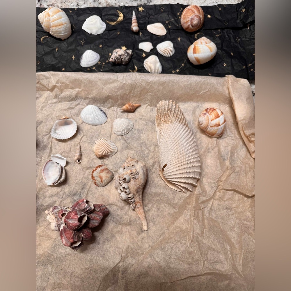 25pc Assorted REAL Seashell Collection - Picture 1 of 4